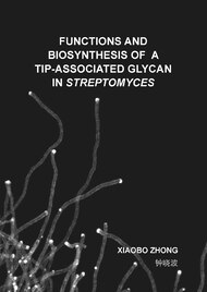 Functions and biosynthesis of a tip-associated glycan in Streptomyces