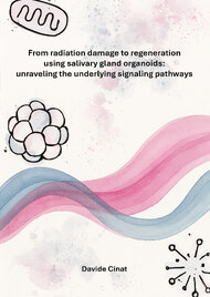 From radiation damage to regeneration using salivary gland organoids: unraveling the underlying signaling pathways