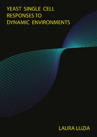 Yeast single cell responses to dynamic environments