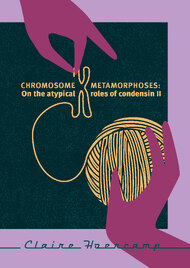Chromosome metamorphoses: On the atypical roles of condensin II
