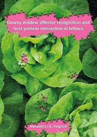 Downy mildew effector recognition and host protein interaction in lettuce