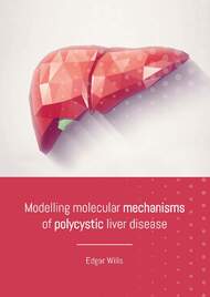 Modelling molecular mechanisms of polycystic liver disease
