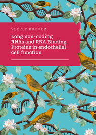 Long non‐coding RNAs and RNA binding proteins in endothelial cell function