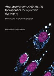 Antisense oligonucleotides as therapeutics for myotonic dystrophy