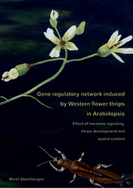 Gene regulatory network induced by Western flower thrips in Arabidopsis
