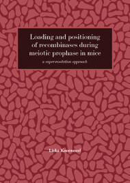 Loading and positioning of recombinases during meiotic prophase in mice