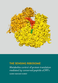 Metabolite control of protein translation mediated by Conserved Peptide uORFs