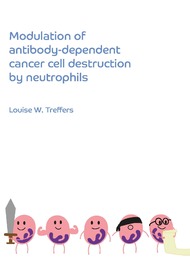 Modulation of antibody-dependent cancer cell destruction by neutrophils